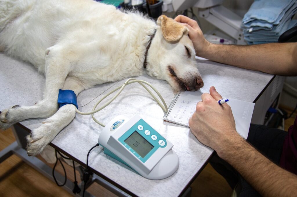 veterinary, blood pressure, pressure measurement, ecg, record, heart, cardiac examination, medicine, heart disease, dogs, cardiovascular pressure, dog examination, veterinary examination, dog on examination, animal, vet, white, nature, doctor, veterinarian, pet, canine